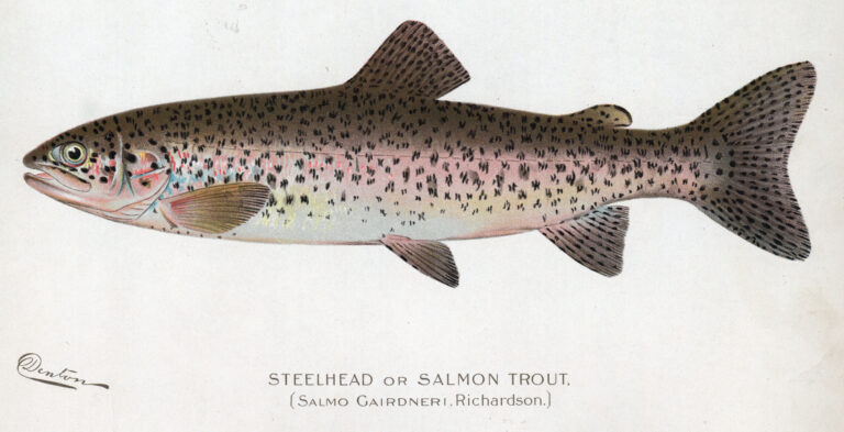 Illustration of a Steelhead or Salmon Trout, a source of polynucleotides used in skincare treatments like Plinest.